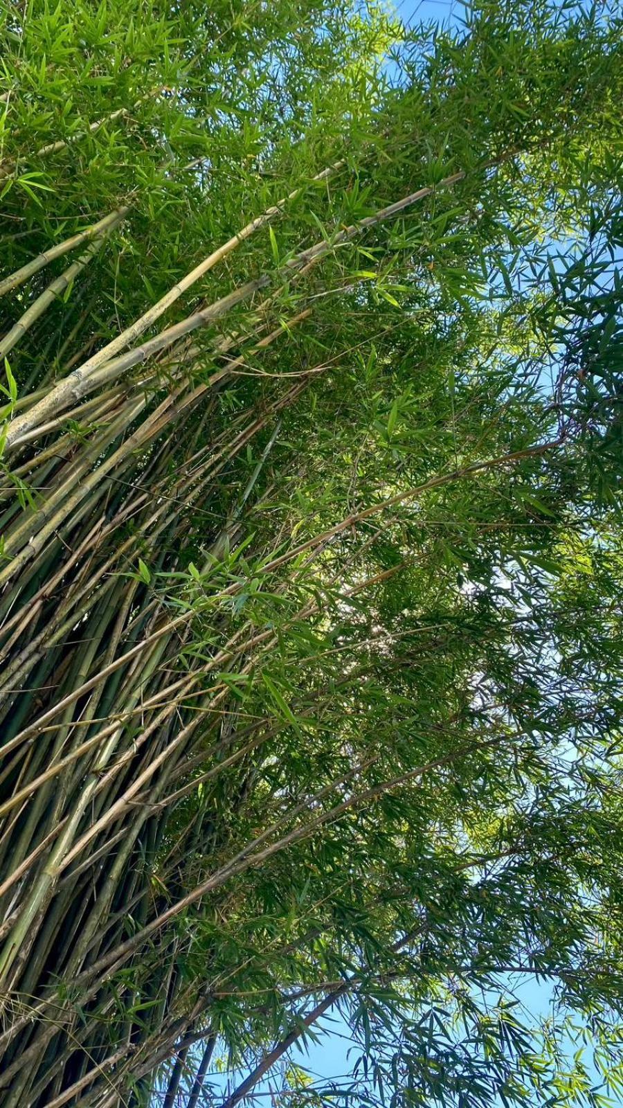 Pousada Dos Sonhos - Timbe Do Sul Exteriör bild